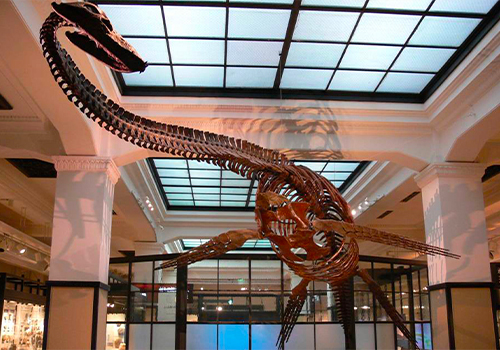 Photo d'un fossile de dinosaure