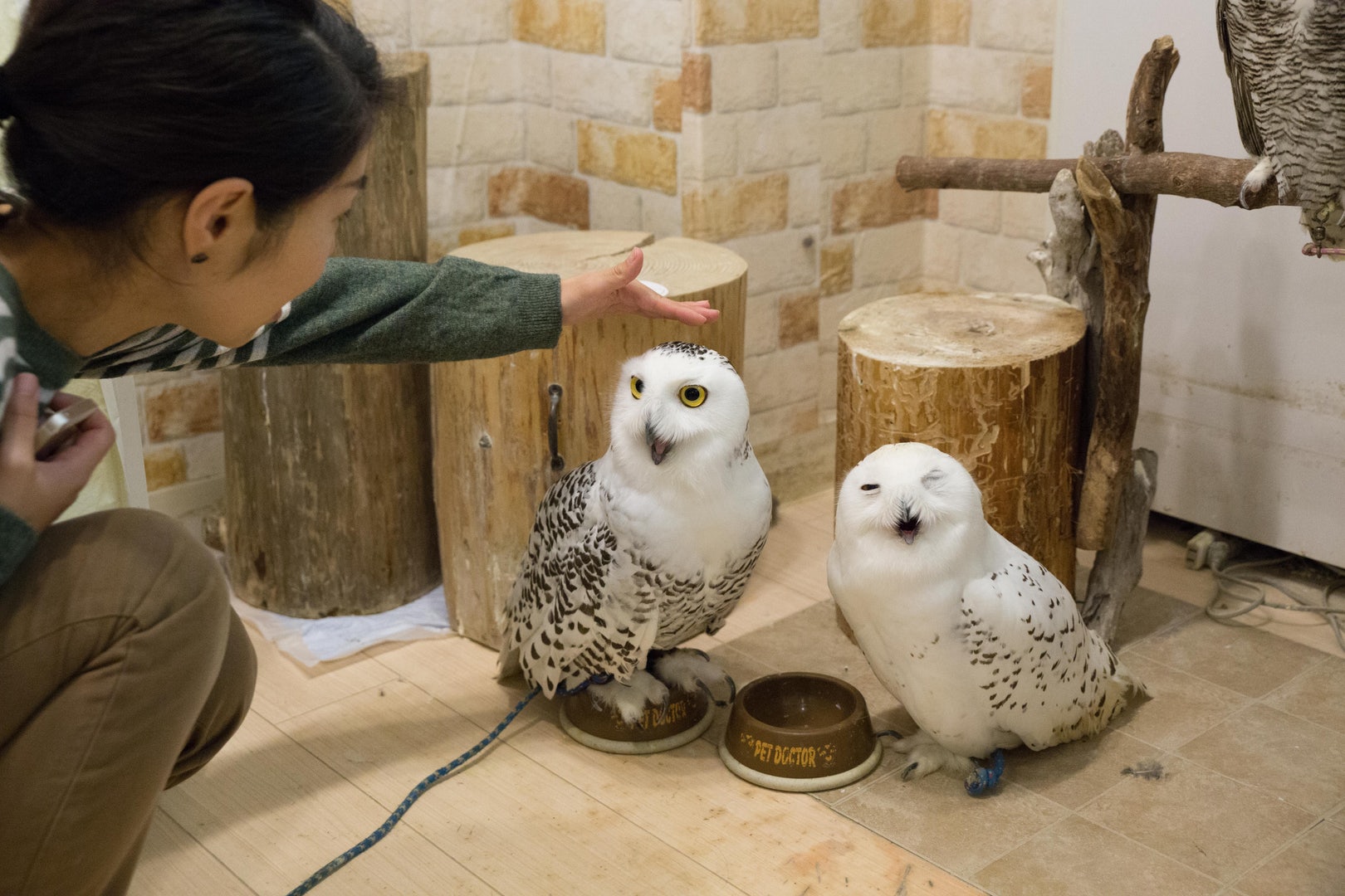 Photo de deux hiboux dans un café de Tokyo